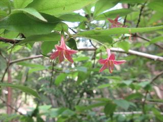 ミヤマウグイスカグラ